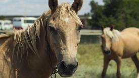 В России работают над созданием платформы по геномной селекции лошадей